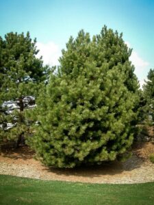 Сосна Чёрная (Pinus Nigra) купить по цене от 270.00р. в интернет-магазине «Посадика» с доставкой почтой в в Пересвете и по всей России – [изображение №1].