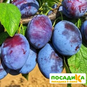 Слива Чачакская ранняя купить по цене от 229.00р. в интернет-магазине «Посадика» с доставкой почтой в в Пересвете и по всей России – [изображение №1].