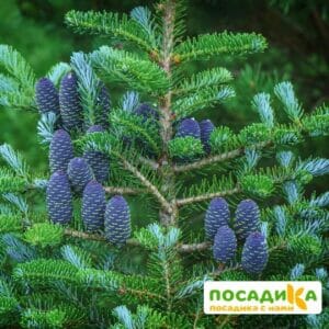 Пихта корейская (Abies koreana) купить по цене от 450.00р. в интернет-магазине «Посадика» с доставкой почтой в в Пересвете и по всей России – [изображение №1].