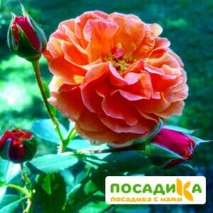 Роза Арабия купить по цене от 350.00р. в интернет-магазине «Посадика» с доставкой почтой в в Пересвете и по всей России – [изображение №1].