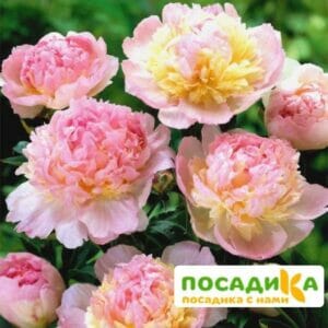 Пион Распберри Сандей (Paeonia Raspberry Sundae) купить по цене от 959р. в интернет-магазине «Посадика» с доставкой почтой в в Пересвете и по всей России – [изображение №1].