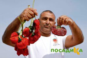 Клубника Гигант Джорнея купить по цене от 266р. в интернет-магазине «Посадика» с доставкой почтой в в Пересвете и по всей России – [изображение №1].