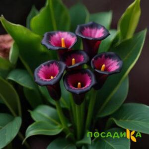 Калла Аура Лейс купить по цене от 400р. в интернет-магазине «Посадика» с доставкой почтой в в Пересвете и по всей России – [изображение №1].