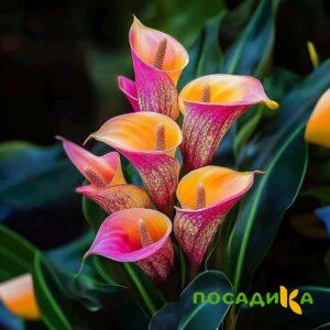 Калла Оникс купить по цене от 450р. в интернет-магазине «Посадика» с доставкой почтой в в Пересвете и по всей России – [изображение №1].