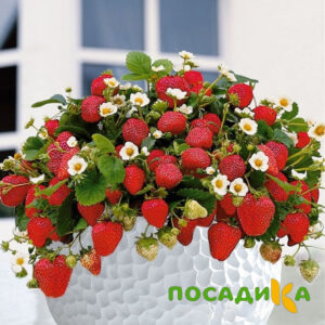 Клубника Рубиновый Шепот (горшечная) купить по цене от 240р. в интернет-магазине «Посадика» с доставкой почтой в в Пересвете и по всей России – [изображение №1].