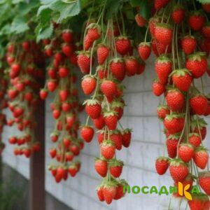 Клубника вьющаяся Комплимент купить по цене от 470р. в интернет-магазине «Посадика» с доставкой почтой в в Пересвете и по всей России – [изображение №1].