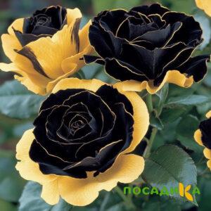 Роза Ханни Сикл купить по цене от 700р. в интернет-магазине «Посадика» с доставкой почтой в в Пересвете и по всей России – [изображение №1].