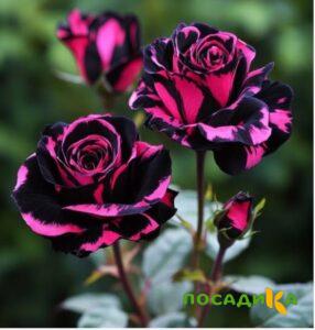 Роза Багровый Шепот купить по цене от 366р. в интернет-магазине «Посадика» с доставкой почтой в в Пересвете и по всей России – [изображение №1].