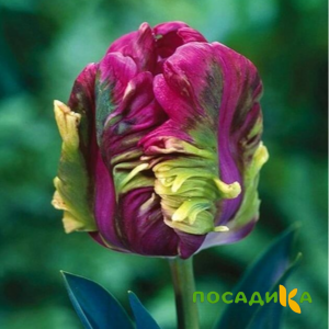 Тюльпан Экзотик Хэвен купить по цене от 186р. в интернет-магазине «Посадика» с доставкой почтой в в Пересвете и по всей России – [изображение №1].